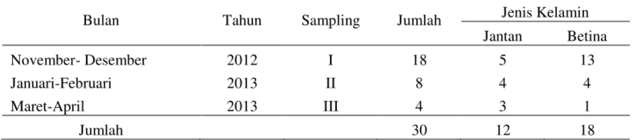 Tabel 1.  Tabel jumlah belut yang tertangkap pada setiap sampling 