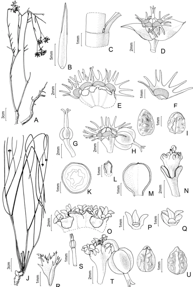 Figura  7.  A–I.  Euphorbia  goyazensis:  A-  hábito;  B-  folha;,  face  adaxial  C-  estípula;  D-  ciátio  e  brácteas;  E-  ciátio,  corte  longitudinal; F-  apêndice  e  nectário,  vista  frontal;  G-  flor  pistilada;  H-  ciátio  com  fruto;  I-  se