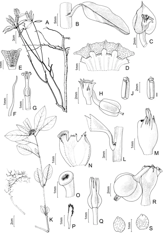 Figura  8.  A–J.  Euphorbia  heterodoxa:  A-  hábito;  B-  folha  e  estípula;  C-  bráctea  e  ciátio;  D-  ciátio,  corte  longitudinal;  E-  nectário 