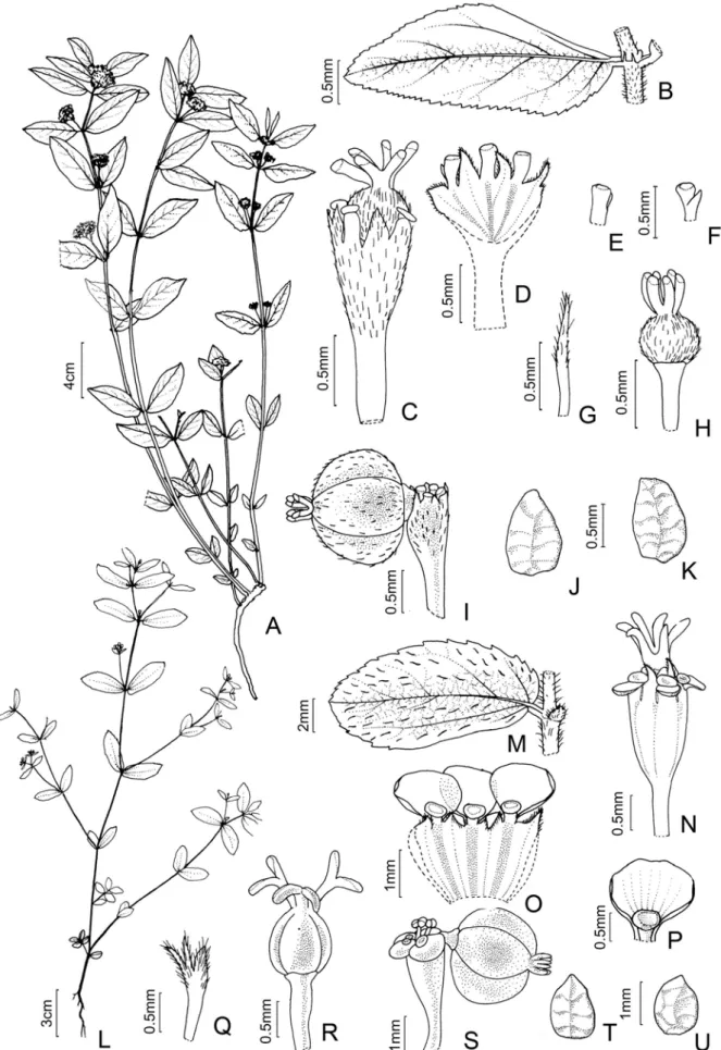 Figura  10.  A–K.  Euphorbia  hirta:  A-  hábito;  B-  folha  e  estípula;  C-  ciátio;  D-  ciátio,  corte  longitudinal;  E  apêndice  e  nectário,  vista 