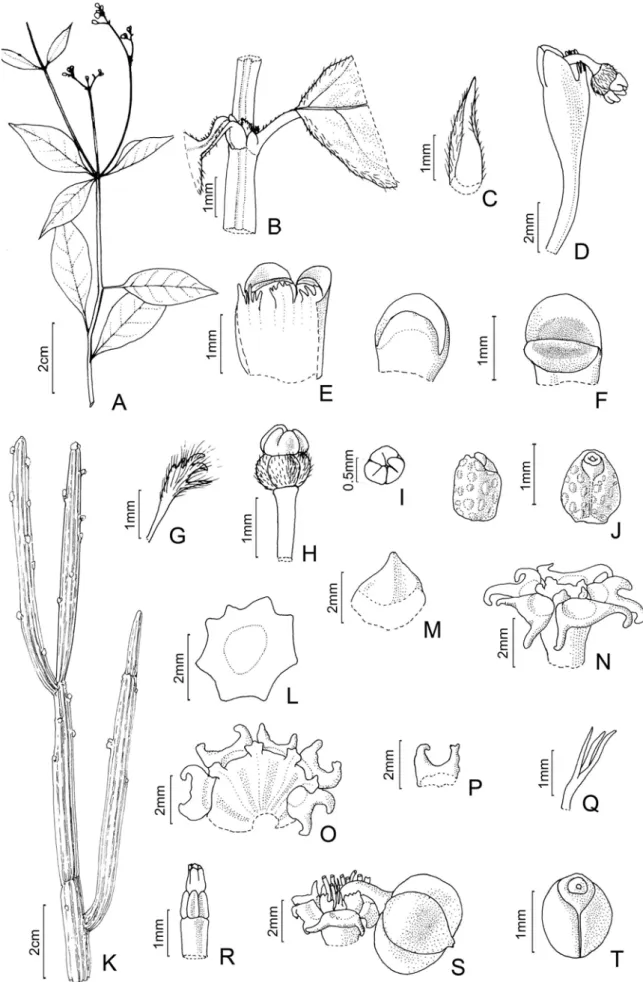 Figura 12. A–J. Euphorbia insulana: A- hábito; B- estípula; C- bráctea, face adaxial; D- ciátio; E- ciátio, corte longitudinal; F- apêndices 