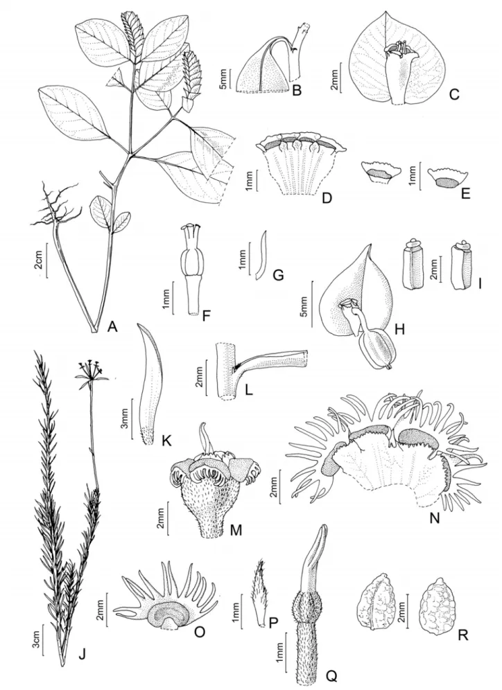 Figura 4. A–I. Euphorbia comosa: A- hábito; B- estípula; C- ciátio e bráctea; D- ciátio, corte longitudinal; E- apêndices e nectários, vista 