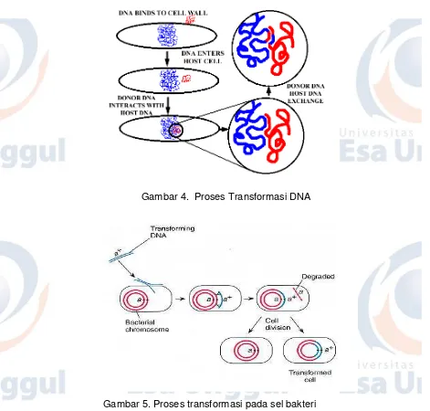 Gambar 4.  Proses Transformasi DNA 
