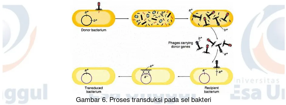 Gambar 6. Proses transduksi pada sel bakteri 