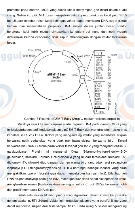 Gambar 7 Plasmid pGEM-T Easy (Ampr = marker resisten ampisilin) 