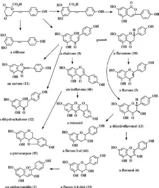 Gambar 3. Biosintesis Senyawa Flavonoid 