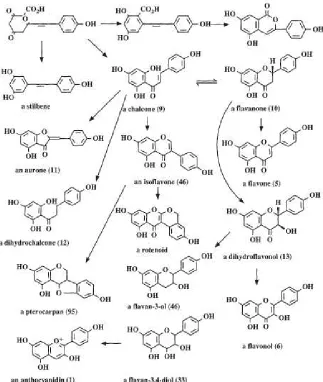 Gambar 3. Biosintesis Senyawa Flavonoid 