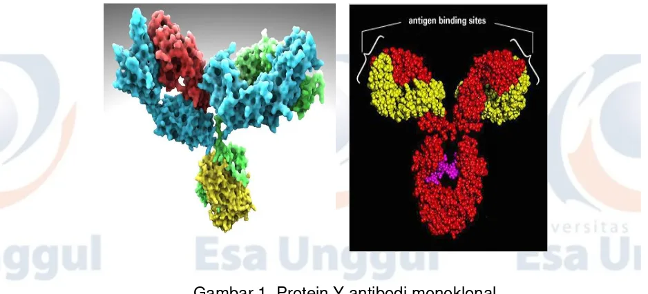 Gambar 1. Protein Y antibodi monoklonal 