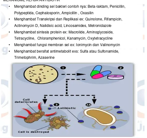 Gambar 4. Proses Kerja Antibiotik 