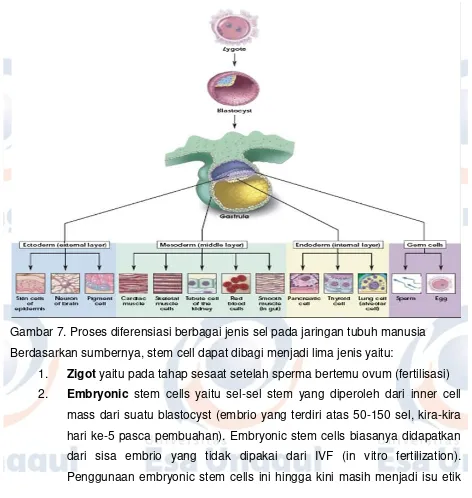 Gambar 7. Proses diferensiasi berbagai jenis sel pada jaringan tubuh manusia 