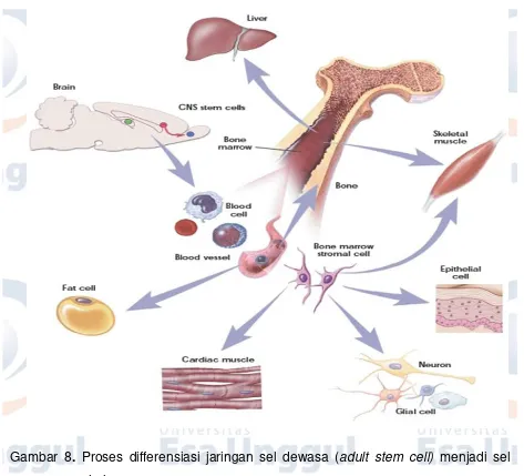 Gambar 8. Proses differensiasi jaringan sel dewasa (adult stem cell) menjadi sel 