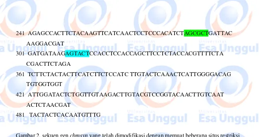 Gambar 2. sekuen gen cbmsyn yang telah dimodifikasi dengan memuat beberapa situs restriksi 