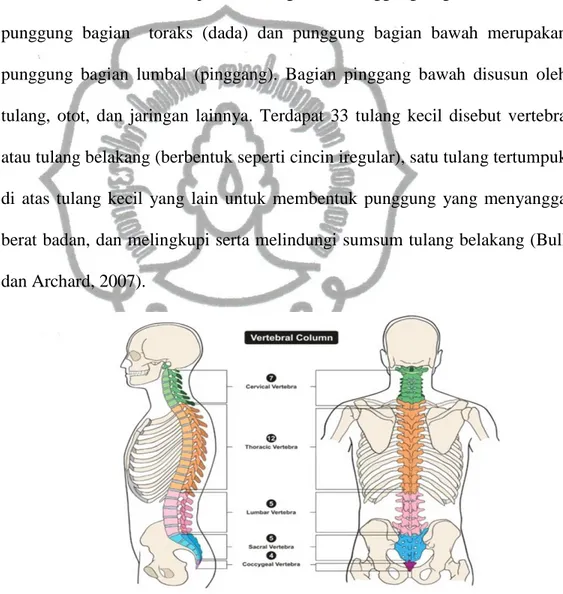 Gambar 1 Anatomi tulang belakang  Sumber ( Marchiori, 2015 )