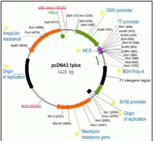 Gambar 2.3. Struktur plasmid 