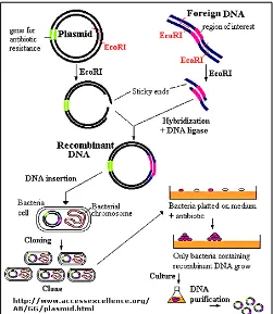 Gambar 2.4. Skema kloning, proses dimulai dari transfer gen kedalam plasmid hingga 