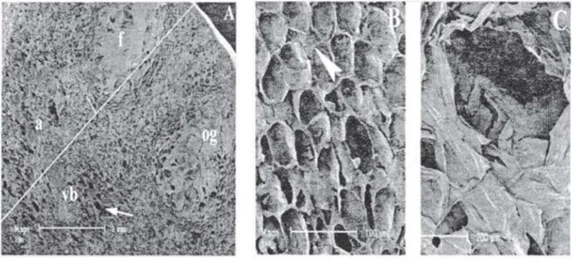 Figure 3 Figure 3 Figure 3 Scanning electron micrograph of fixed mature (Stage III) orange peel showing morphologically distinct regions (A).Figure 3 Figure 3 The flavedo has compact cells (8)