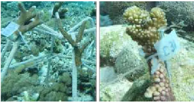 Gambar 6.  Frgamen  karang  yang  sudah  dilekatkan  pada  substrat  karang  mati  dengan  metode   rangka-spider (kiri) dan pada metode paku-substrat alami  (kanan) di area rehabilitasi.