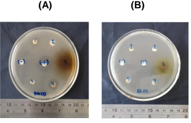 Tabel 1. Pengukuran diameter zona hambat dari  beberapa  ekstrak  spons  pada  bakteri 