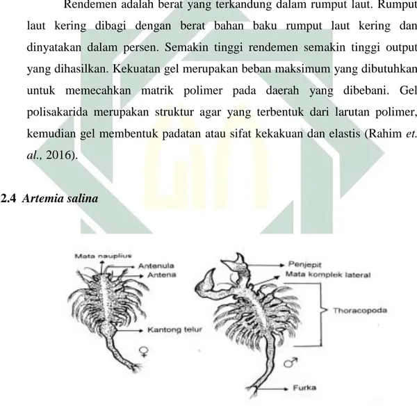 Gambar 2. 2 Morfologi Artemia salina Leach   (Widyastuti, 2008) 