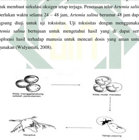Gambar 2. 3 Tahapan Penetasan Artemia salina Leach  (Widyastuti, 2008) 