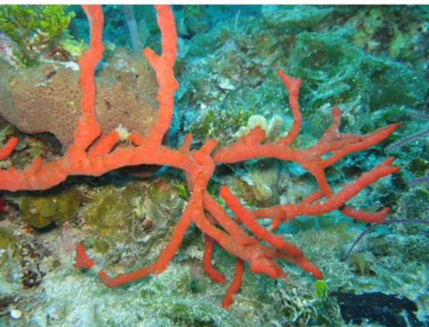 Gambar 2. Morfologi Sponge Clathria sp. (http://www.spongeguide.org/)  Klasifikasi Clathria sp