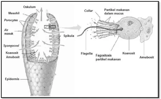 Gambar 4. Bagian Organ Sponge (Vacelet, 2008). 