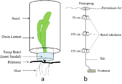 Gambar 2. Sketsa metode perubahan oksigen untuk mengukur serapan karbon lamun (a) Posisi  lamun  dalam  botol  bening,  dan  (b)  posisi  botol  pada  saat  inkubasi  di  lapangan  (Mashoreng et al