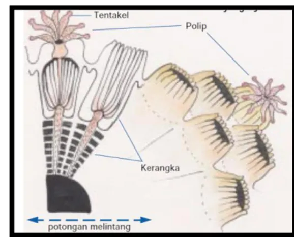 Gambar  2.  Potongan  Melintang  Suatu  Koloni  Karang  dengan  Polipnya,  menunjukkan tentakel yang ditarik dan yang dijulurkan (Westmacott  et al., 2000)