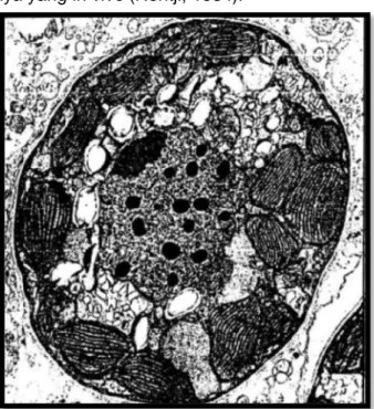 Gambar  5.  Ultrastruktur  sel  zooxanthella  yang  terdapat  dalam  hewan  karang  (Yentsch, 1997)