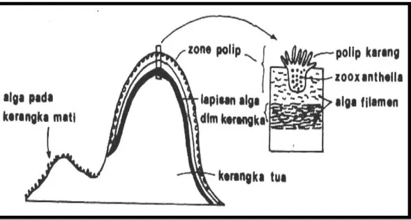 Gambar  6.  Penampakan  melintang  sebuah  koloni  karang  menunjukkan  hubungan  antara  polip  karang,  zooxanthellae  dan  alga  fragmen  (Odum 1971 dalam Nontji, 1984)