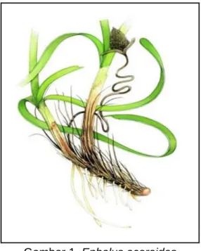 Gambar 1. Enhalus acoroides 