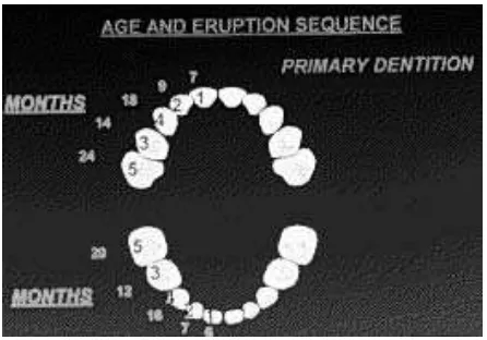 Gambar 1. Usia rata-rata erupsi fungsional gigi desidui