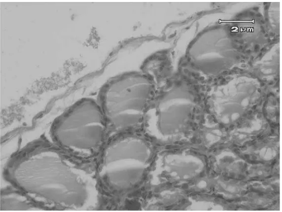 Gambar 4: Gambaran histologi folikel kelenjar tiroid tikus putih kelompok kontrol negatif denganperbesaran 400x