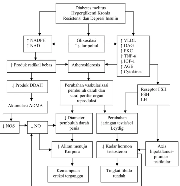 Gambar 2.1 :  Skema patofisiologi gangguan fungsi seksual pada pria                            penderita diabetes melitus  