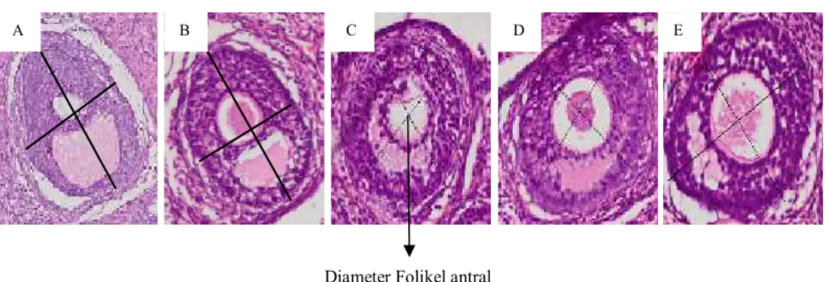 Gambar 1. Pengukuran diameter folikel antral menggunakan mikroskop olympus dengan pembesaran 400x dan                      diukur menggunakan software dotslide 