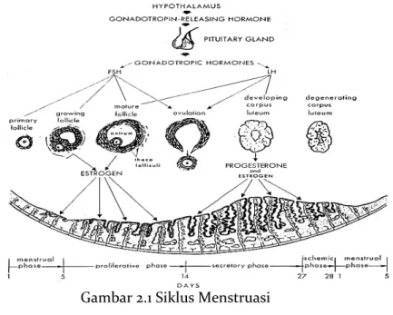 Gambar 2.1 Siklus Menstruasi  c.  Endometrium (uterus) 