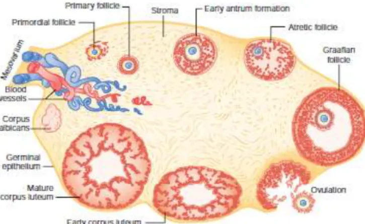 Gambar 2.3 Siklus folikuler dari ovarium manusia (Dimodifikasi dari  Ham AW, Leeson TS