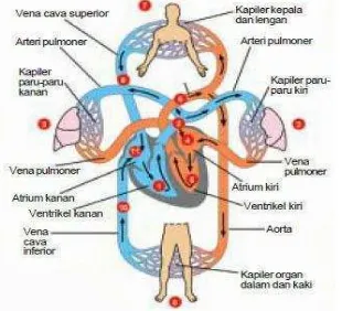 Gambar 2-2 Struktur dan Cara Kerja Jantung 