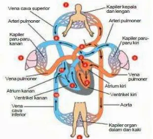 Gambar 1 Struktur dan Cara Kerja Jantung 