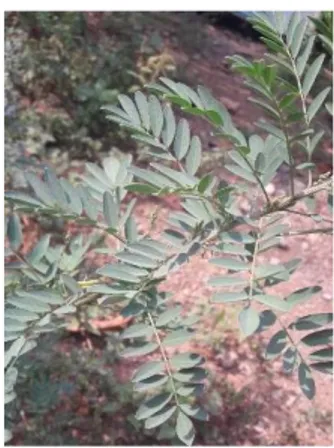 Gambar 3 Tumbuhan Indigofera tinctoria 