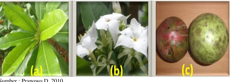 Gambar 2. Daun (a), Bunga (b), dan (c) Buah