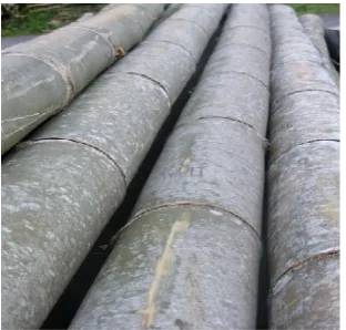 Gambar 4. Bambu Betung