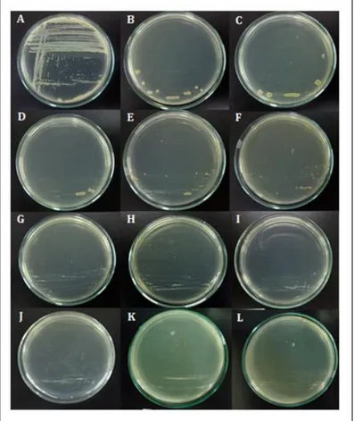 Gambar 3. Hasil pengujian MIC pada isolat HgP2. 