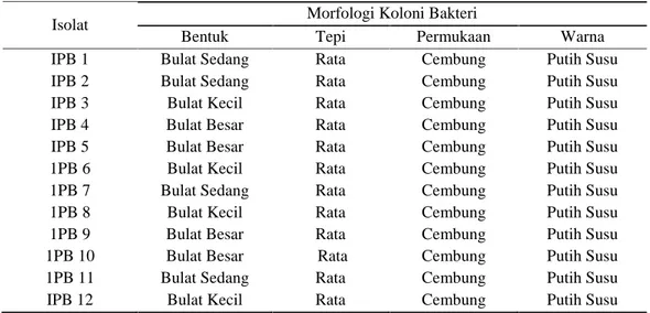 Tabel 1. Hasil Pengamatan Morfologi Koloni Bakteri dari Usus Ikan Bandeng Chanos chanos