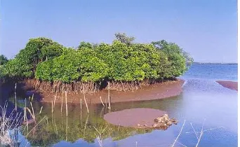 Gambar 2.1 Overwash mangrove Forest 