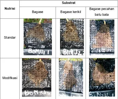 Gambar 5. Persebaran akar pada jenis substrat dan nutrisi tanaman kubis 