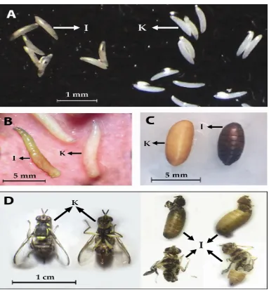 Gambar 1.  Perubahan morfologi lalat buah B. carambolae setelah perlakuan iradiasi. A = telur, B = larva instar 3,C = pupa, D = imago, I = perlakuan iradiasi, K = perlakuan kontrol (tanpa iradiasi)