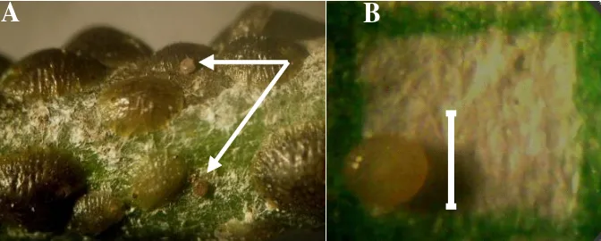 Figure 1.   Eggs of the Lepidopteran predator, Eublemma sp. (A) Two predator’s eggs laid in between their preyindividuals, C