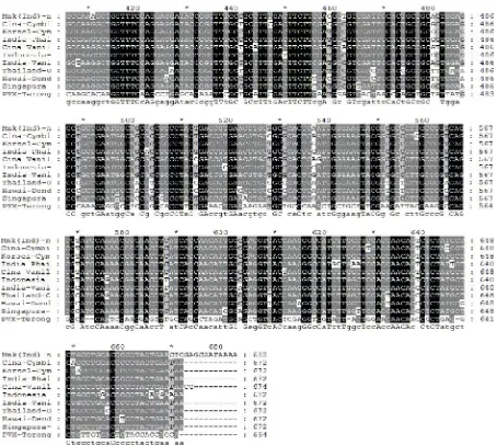 Gambar  5. Hasil alignment nukleotida antara genom CymMV isolat Manoko dengan nukleotida genom-genomCymMV yang didapatkan dari database GeneBank; keterangan: latar belakang warna hitammenunjukkan kesamaan runutan nukleotida antar isolat, sedangkan warna ab