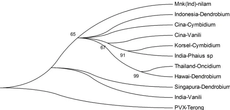 Gambar 6.  Pohon filogenetika CymMV isolat Manoko (Lembang) berdasarkan runutan nukleotida gen cp